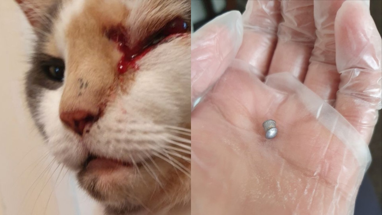 Kitty The Cat Has Been Left Blind in One Eye After Being Shot With a