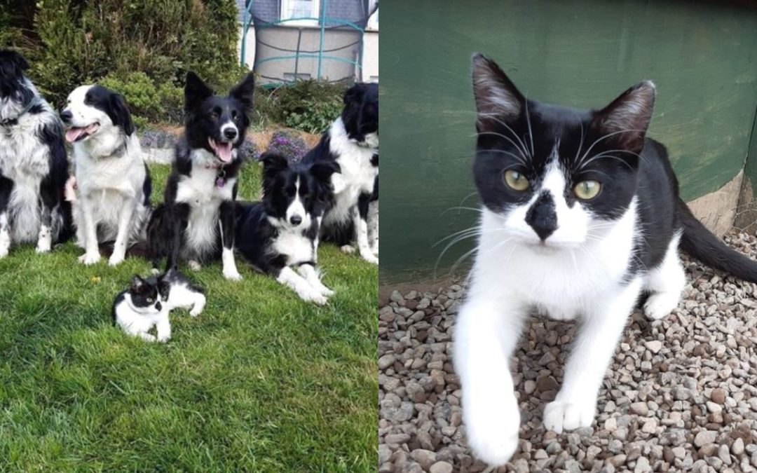 Cute Scots Kitten Found With Broken Back After Car Crash Is Able To Walk Again