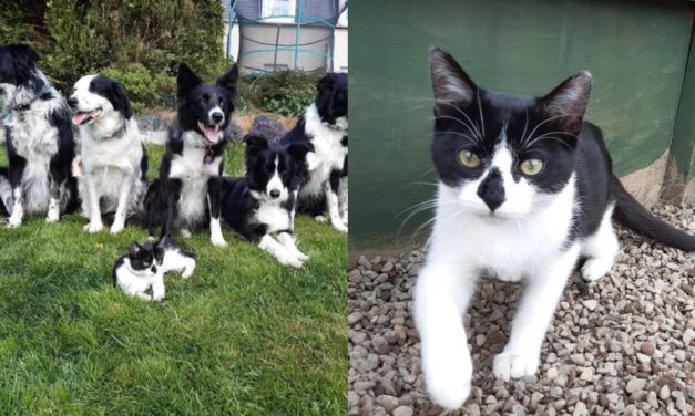 Cute Scots Kitten Found With Broken Back After Car Crash Is Able To Walk Again