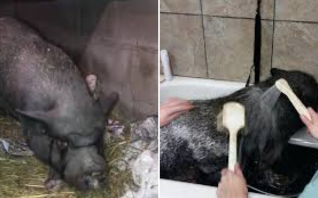 Neglected Pig Locked Up in Filthy Barn For 11 Years is Finally Happy With New Owner