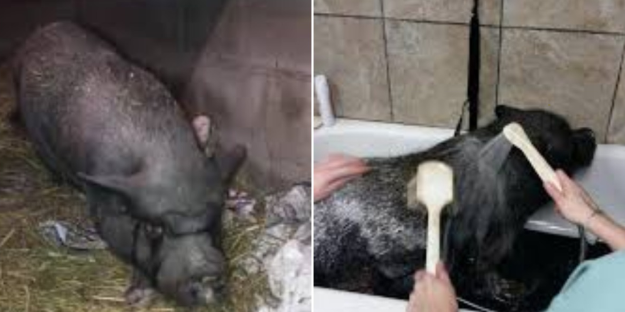 Neglected Pig Locked Up in Filthy Barn For 11 Years is Finally Happy With New Owner