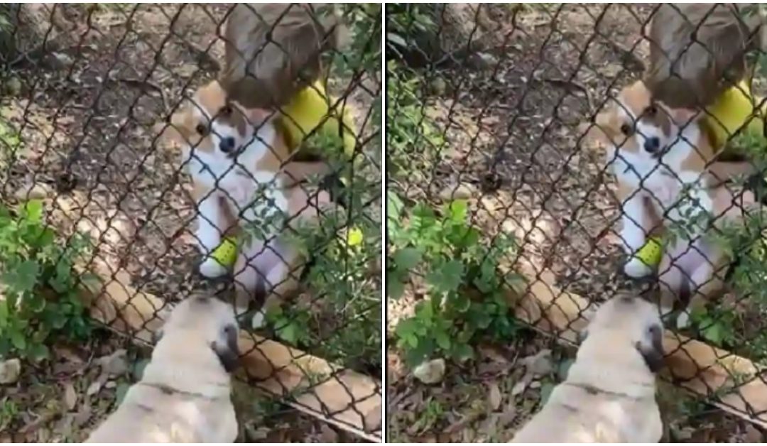 Heart-melting Love Story Between a Corgi And a Pug Goes Viral