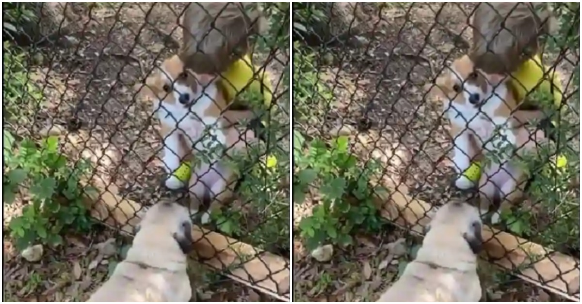 Heart-melting Love Story Between a Corgi And a Pug Goes Viral