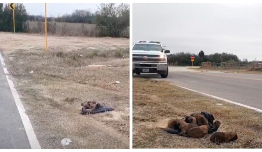 Monster Throws 8 Newborn Puppies Out Of A Moving Vehicle