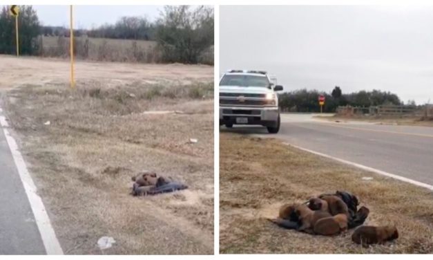 Monster Throws 8 Newborn Puppies Out Of A Moving Vehicle