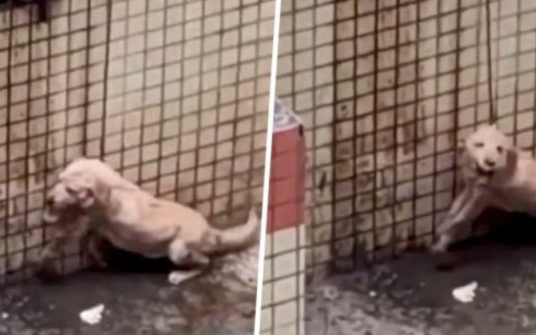 Owner Punishes Puppy By Putting Him On A Short Rope With No Food Or Water