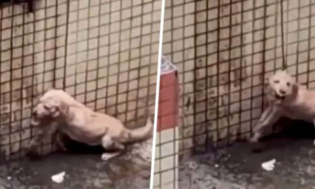 Owner Punishes Puppy By Putting Him On A Short Rope With No Food Or Water