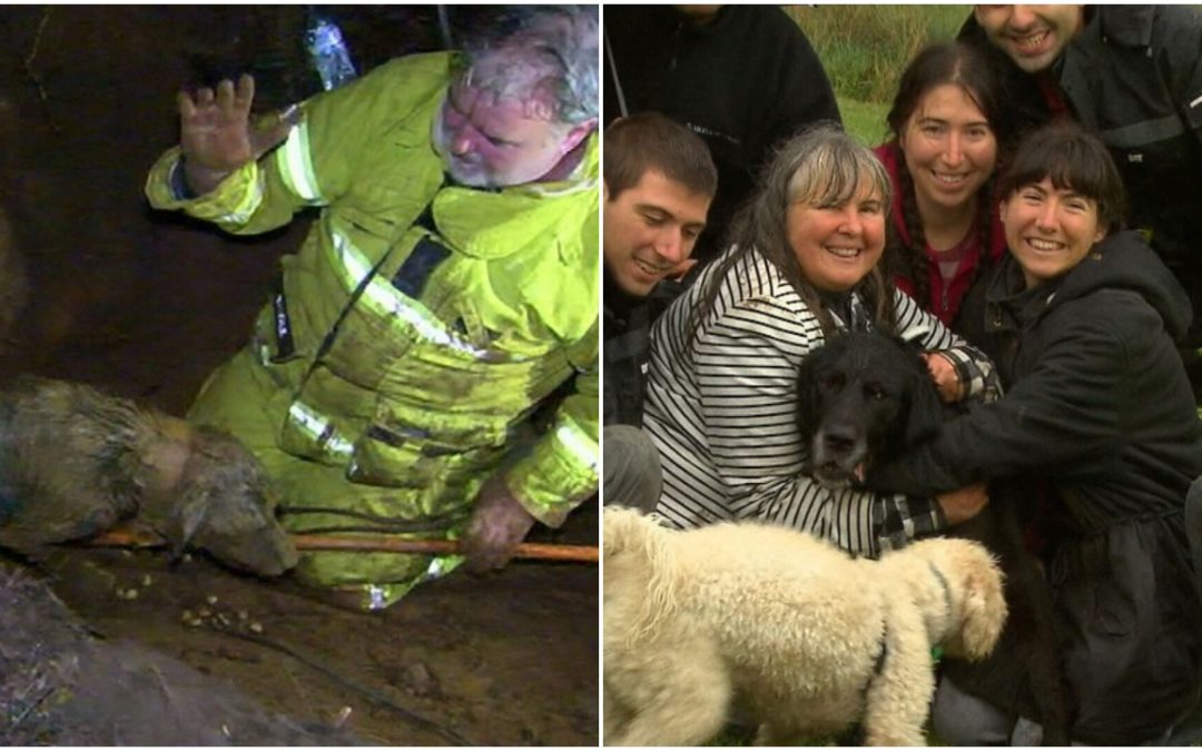 Beautiful Labrador Got Stuck in a Wombat Hole, Emergency Services Had to React