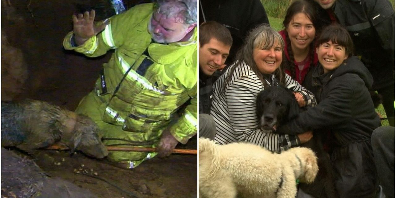Beautiful Labrador Got Stuck in a Wombat Hole, Emergency Services Had to React