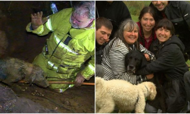 Beautiful Labrador Got Stuck in a Wombat Hole, Emergency Services Had to React