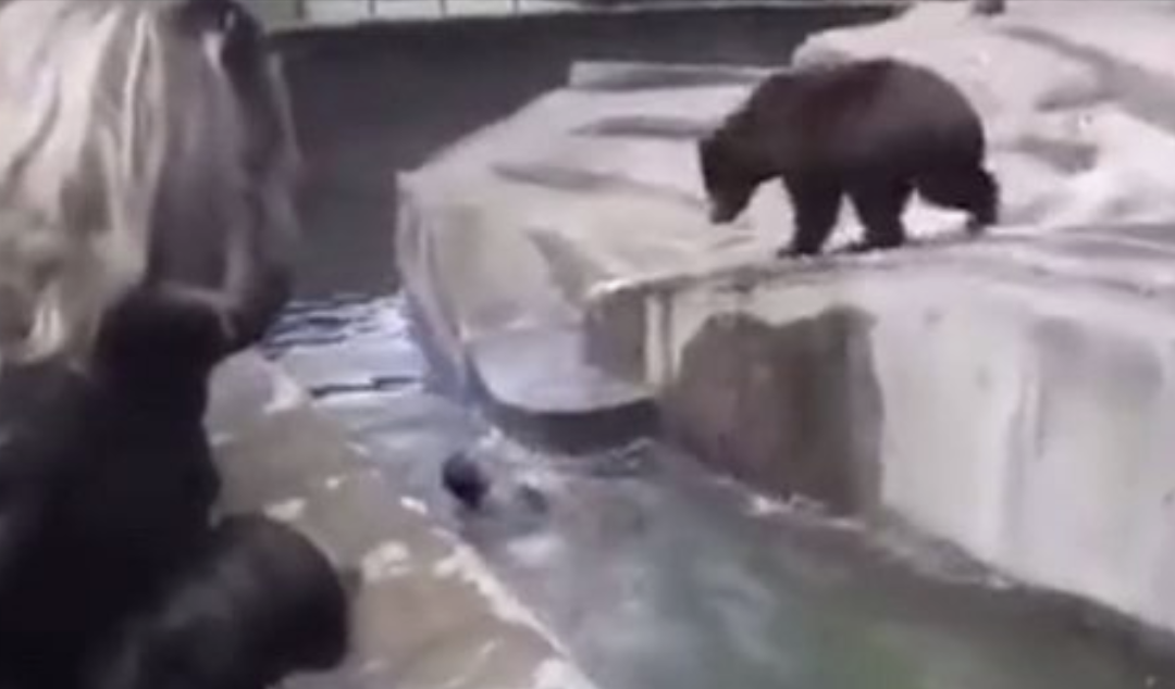 Allegedly Drunk Man Caught On Camera Attacking A Zoo Bear