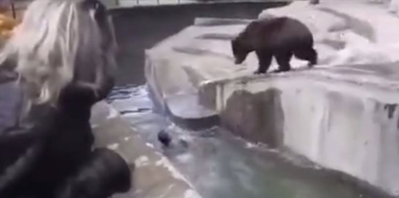 Allegedly Drunk Man Caught On Camera Attacking A Zoo Bear