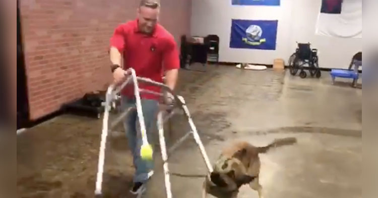 Energetic German Shepherd Hilariously Fails His Service Dog Training Test