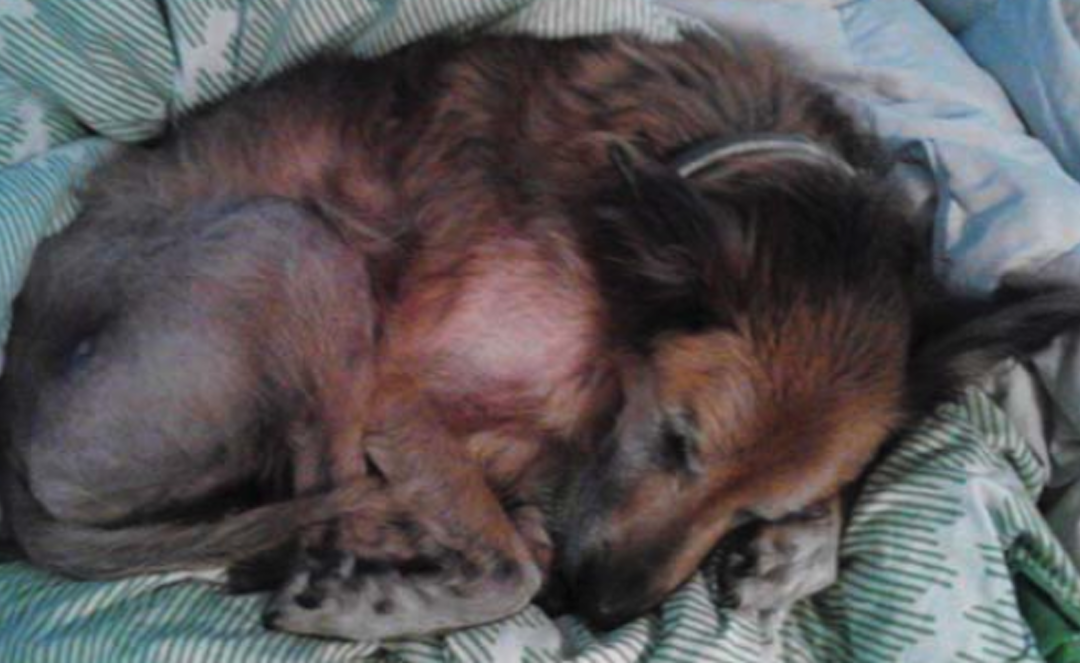 Family Decides To Take In A Senior Shelter Dog And Give Him A Loving Home