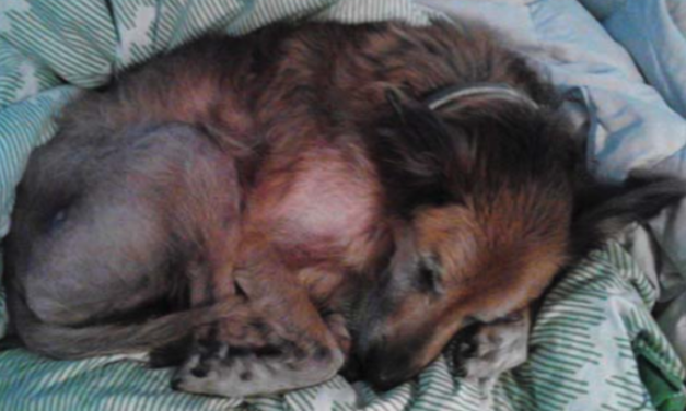 Family Decides To Take In A Senior Shelter Dog And Give Him A Loving Home