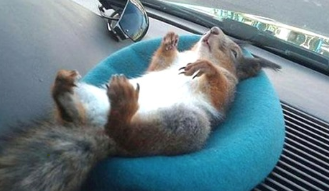 Soldier Saves Squirrel’s Life, Now They’re Inseparable