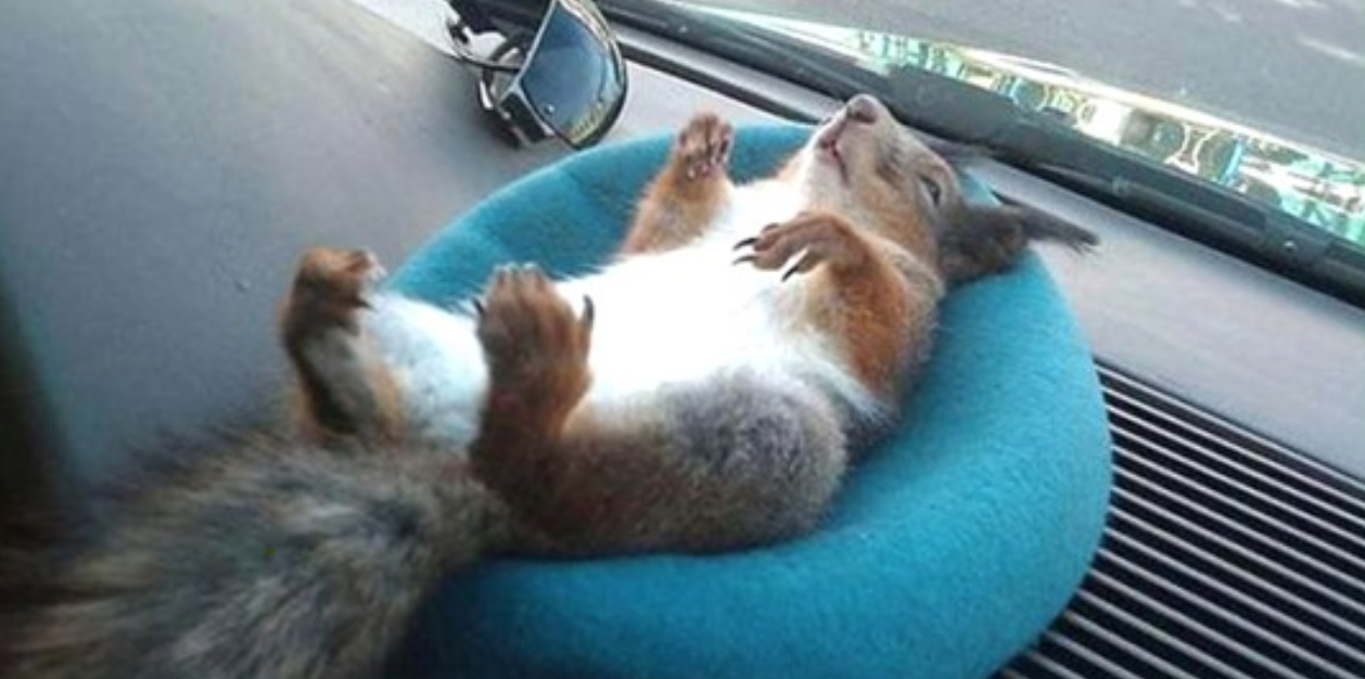 Soldier Saves Squirrel’s Life, Now They’re Inseparable