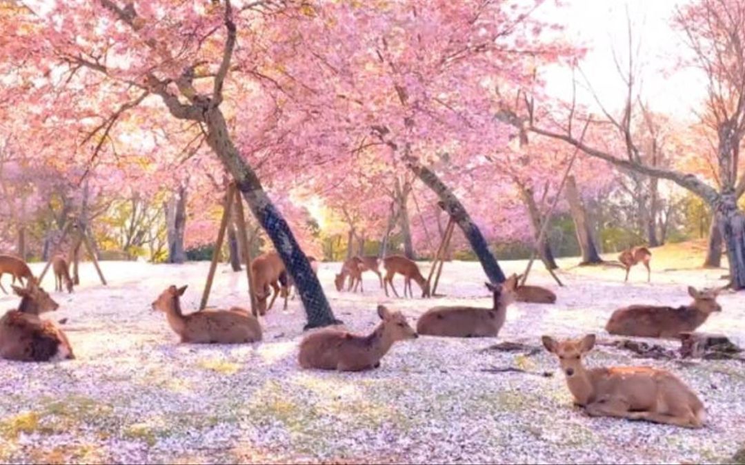 These Incredible Deer Hanging Out Beneath Cherry Blossoms In Japan’s Quiet Nara Park Are Breathtaking
