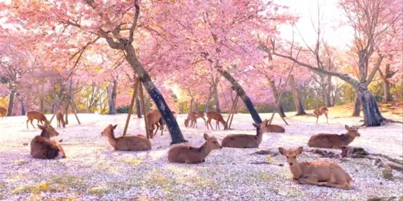 These Incredible Deer Hanging Out Beneath Cherry Blossoms In Japan’s Quiet Nara Park Are Breathtaking