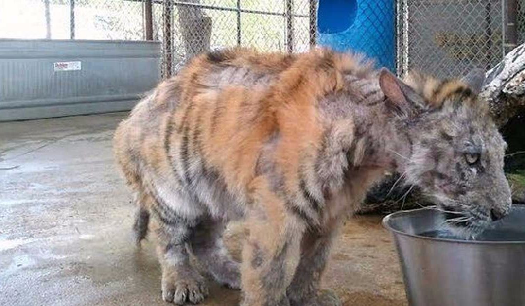 Severely Neglected Tiger Cub Gets Rescued From Circus And Gets The Makeover Of A Lifetime