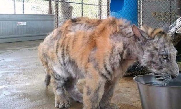 Severely Neglected Tiger Cub Gets Rescued From Circus And Gets The Makeover Of A Lifetime