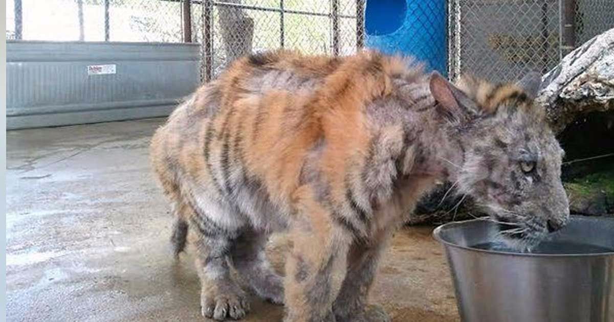 Severely Neglected Tiger Cub Gets Rescued From Circus And Gets The Makeover Of A Lifetime