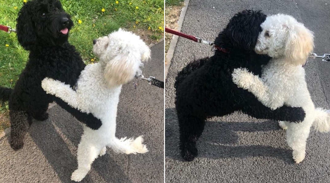 Dog Siblings Meet On The Street And Instantly Recognized Each Other