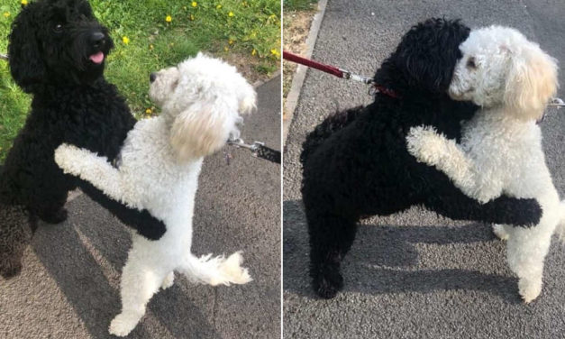 Dog Siblings Meet On The Street And Instantly Recognized Each Other