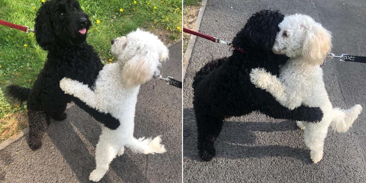 Dog Siblings Meet On The Street And Instantly Recognized Each Other