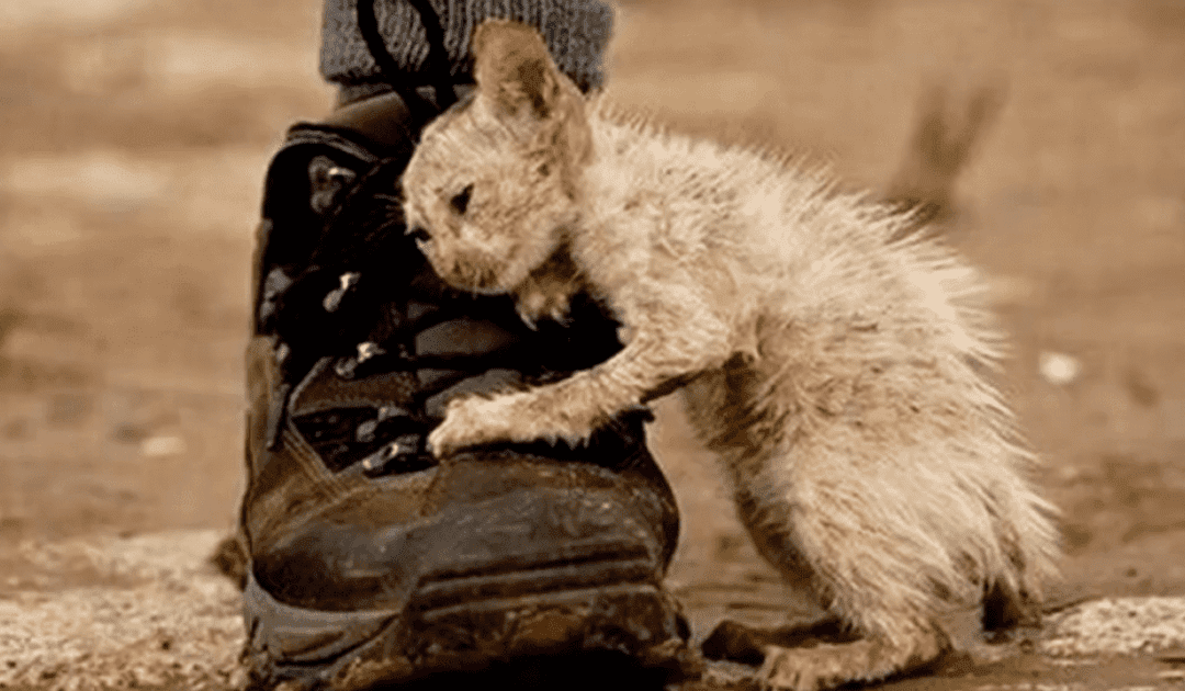 People Were Told Not To Touch This “Ugly Cat” Without One Eye