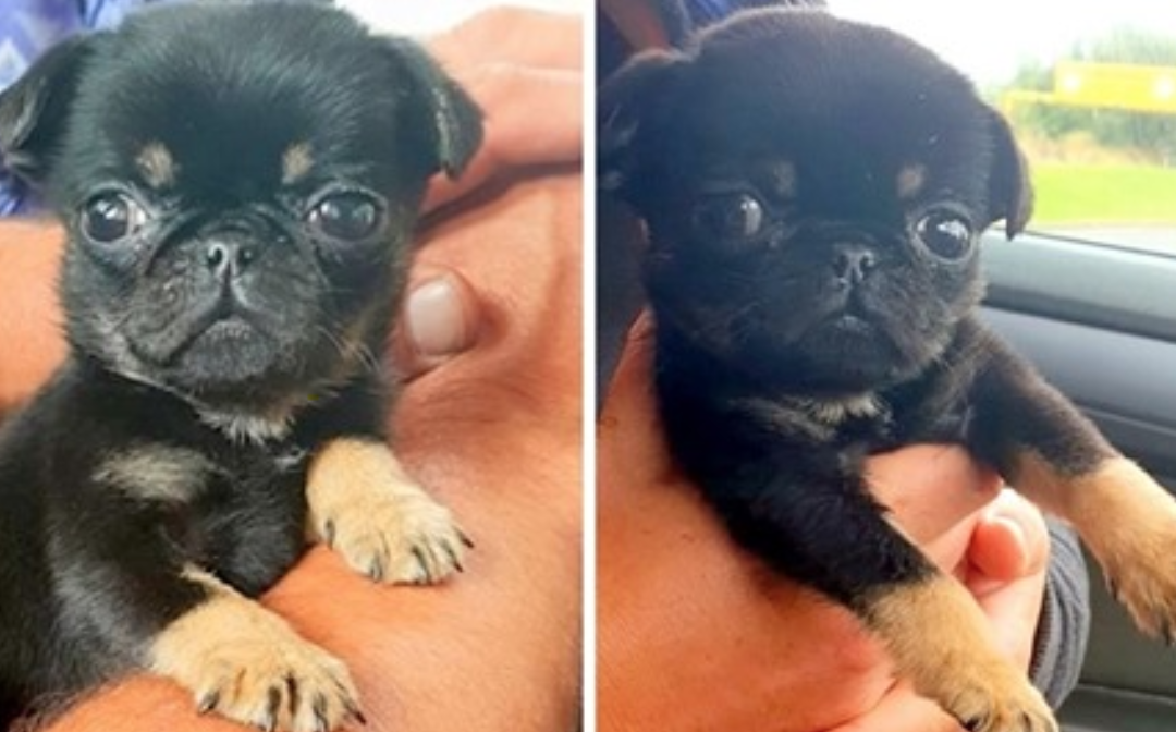 5-Week-Old Puppy Covered in Worms Found Crying Inside a Plastic Bag