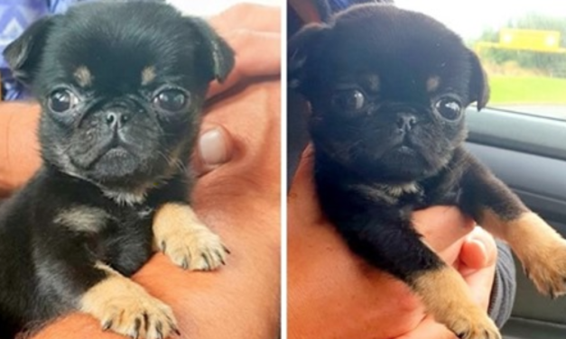 5-Week-Old Puppy Covered in Worms Found Crying Inside a Plastic Bag