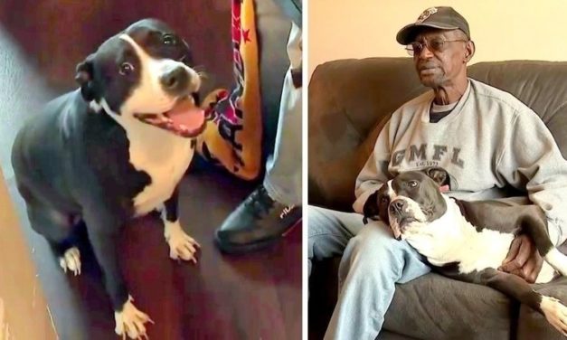 Disabled Veteran Gets Ultimatum – Either Get Rid Of His Dog or Get Evicted