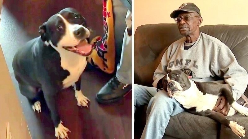 Disabled Veteran Gets Ultimatum – Either Get Rid Of His Dog or Get Evicted