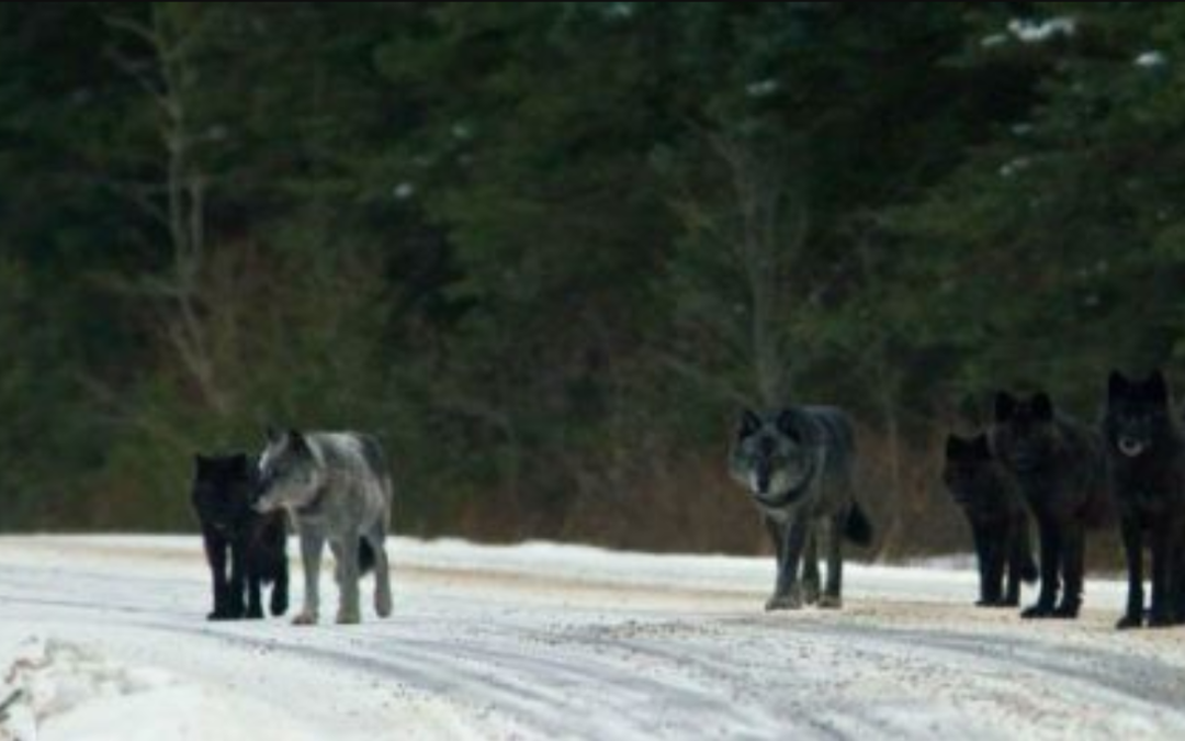 Wolves Were Released Back In Their Natural Habitat And The Effects On The Ecosystem Are Striking
