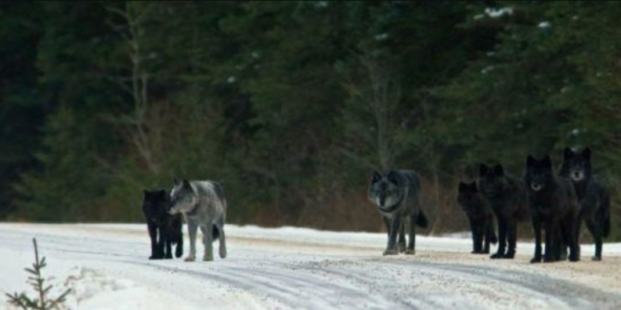 Wolves Were Released Back In Their Natural Habitat And The Effects On The Ecosystem Are Striking