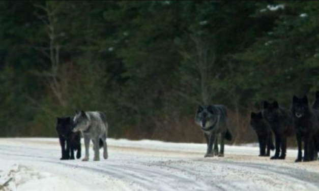 Wolves Were Released Back In Their Natural Habitat And The Effects On The Ecosystem Are Striking