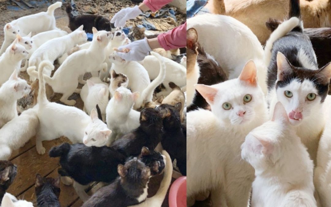 238 Cats Found & Rescued Only From One Small House
