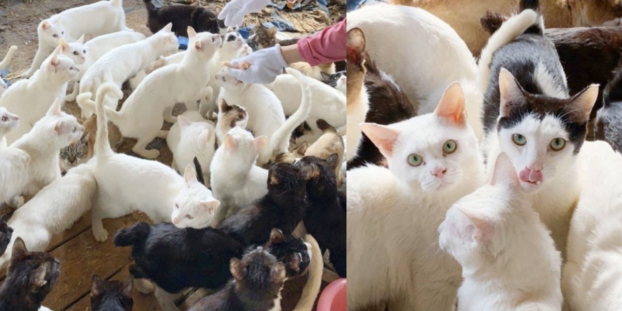 238 Cats Found & Rescued Only From One Small House
