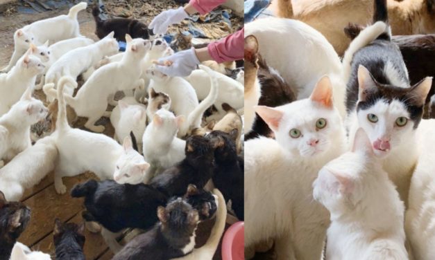 238 Cats Found & Rescued Only From One Small House