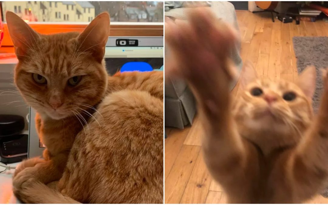 Attention-Seeking Cat is Sabotaging His Owner Zoom Calls