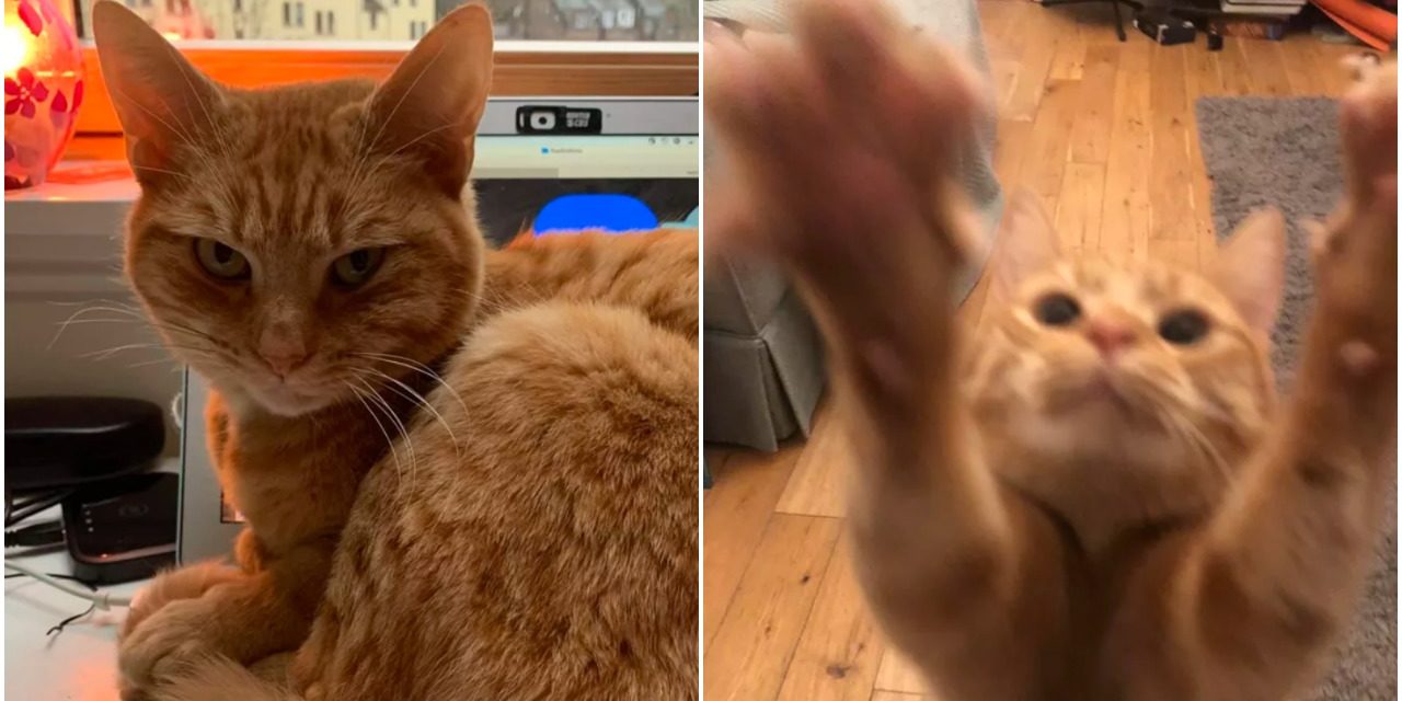 Attention-Seeking Cat is Sabotaging His Owner Zoom Calls