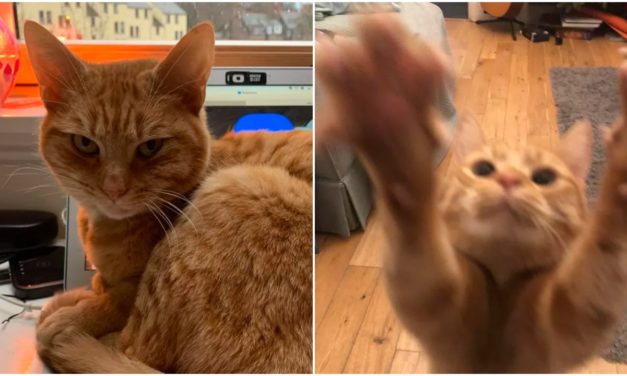 Attention-Seeking Cat is Sabotaging His Owner Zoom Calls