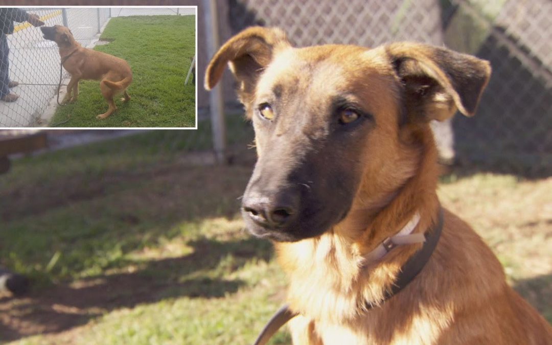 Abandoned Dog Gets Excited When Her Owners Return To The Shelter — But They Were There To Adopt A Different Dog