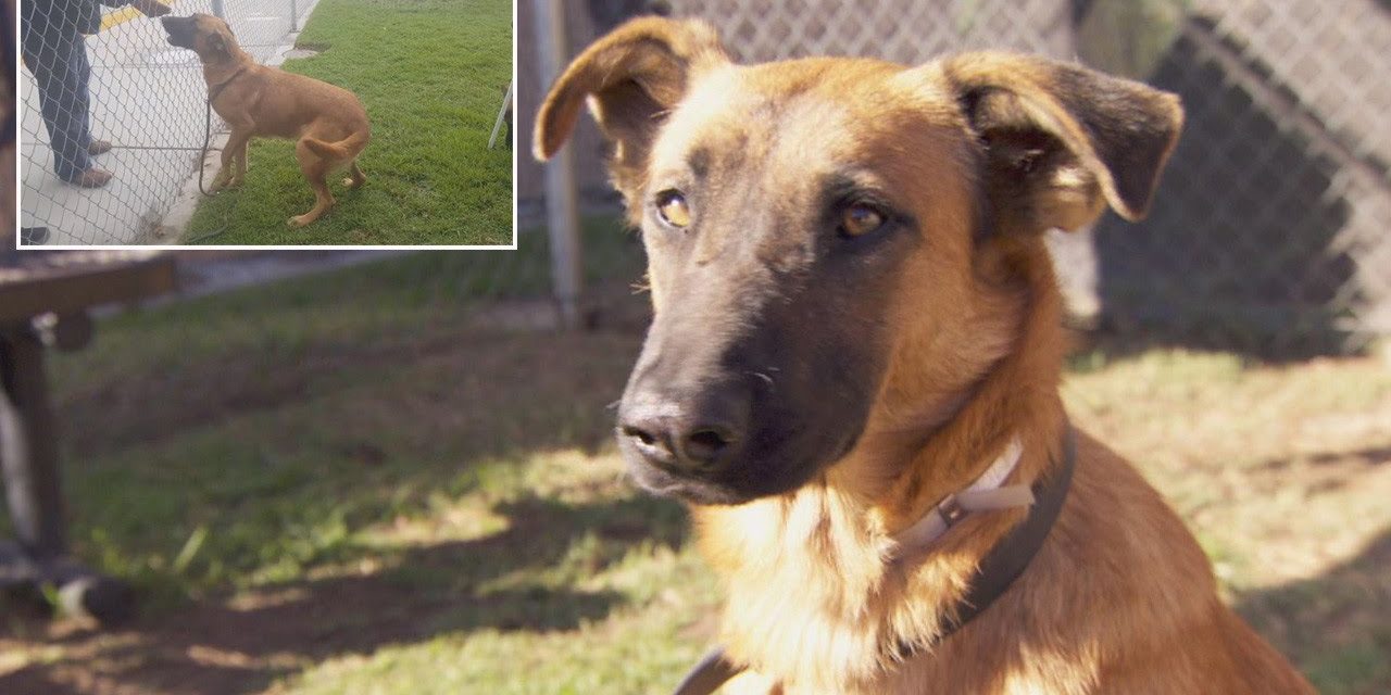 Abandoned Dog Gets Excited When Her Owners Return To The Shelter — But They Were There To Adopt A Different Dog