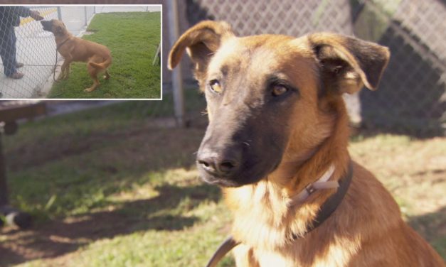 Abandoned Dog Gets Excited When Her Owners Return To The Shelter — But They Were There To Adopt A Different Dog