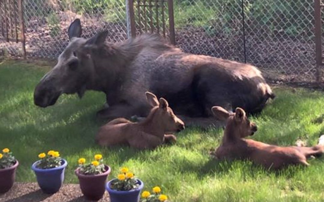 Man Looks Outside His Window And Spots a Family of Moose Spending The Day in His Backyard