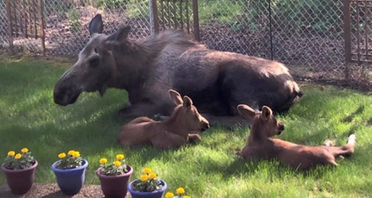 Man Looks Outside His Window And Spots a Family of Moose Spending The Day in His Backyard