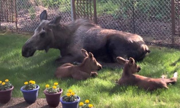 Man Looks Outside His Window And Spots a Family of Moose Spending The Day in His Backyard