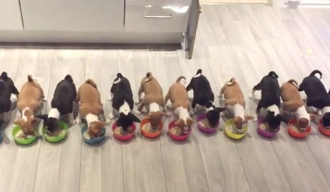 14 Puppies Eat Dinner Together In Unison